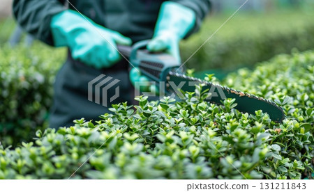 Person trimming hedge with chainsaw in grassy landscape 131211843