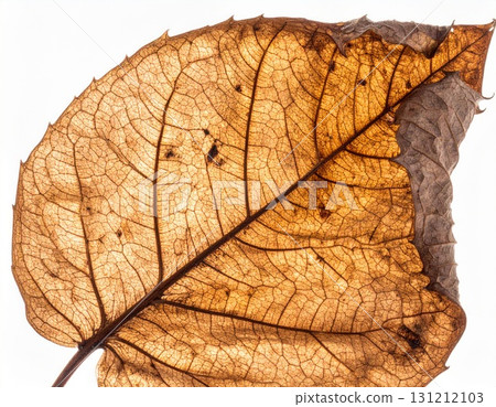 Detailed Macro Shot of Translucent Brown Leaf Veins Against White Background 131212103