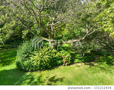 Enlgish green garden with multpiple type of trees and plants 131212434