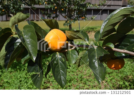 Orange persimmon fruit 131212501