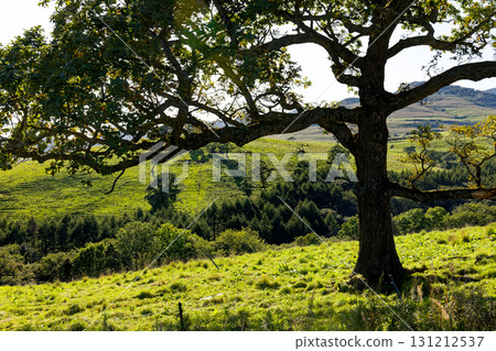 大樹和草地 大樹和草地 131212537