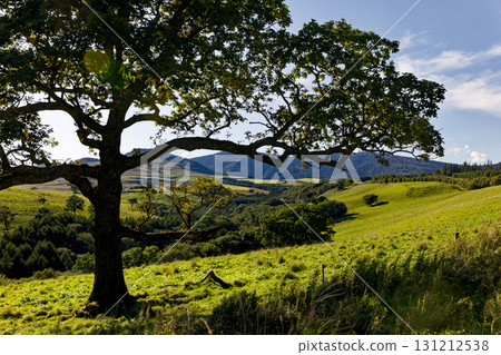 大樹和草地 131212538