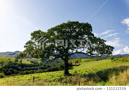 Big trees and meadows Big trees and meadows 131212539