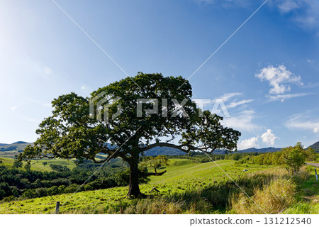 Big trees and meadows Big trees and meadows 131212540