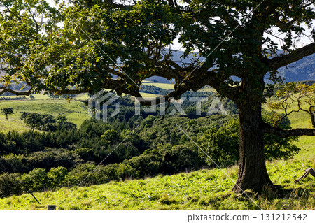 大樹和草地 131212542