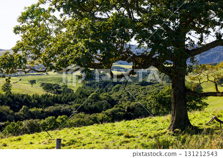 大樹和草地 131212543