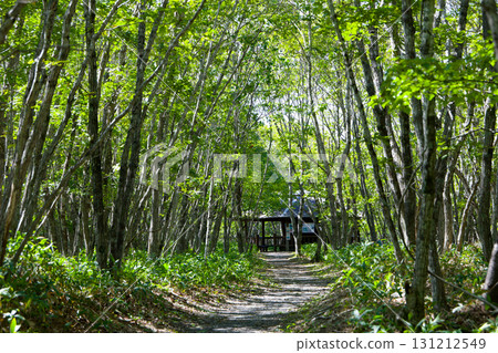 Promenade surrounded by fresh greenery Promenade surrounded by fresh greenery 131212549