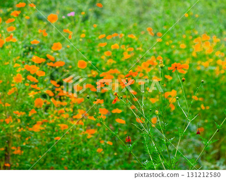 紫菀屬菊科多年生植物。 131212580