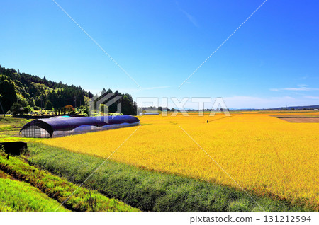 Rural landscape with a blue sky 131212594