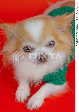 Chihuahua dog in a green sweater on a red background. 131212618