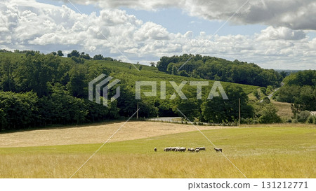 Sheep grazing in the lush fields of Gironde, France during summer 131212771