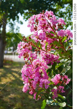 夏日藍天下,盛開的粉紅色紫薇花和綠葉構成了一幅美麗的季節風景 夏日藍天下,盛開的粉紅色紫薇花和綠葉構成了一幅美麗的季節風景 131212950