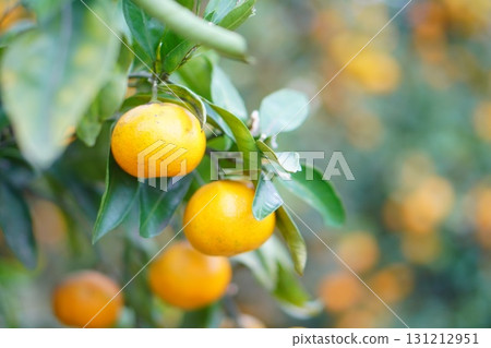 一張孩子們在橘子園裡享受豐收的照片,樹上掛滿了鮮豔的橘子 一張孩子們在橘子園裡享受豐收的照片,樹上掛滿了鮮豔的橘子 131212951