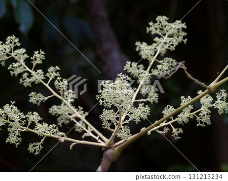 Flowering of Araliaceae Aralia 131213234