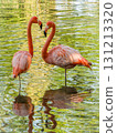 Two pink flamingos standing in water facing each other with reflections 131213320