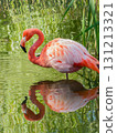 Pink flamingo standing in water with clear reflection 131213321