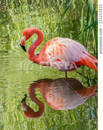 Pink flamingo standing in water with clear reflection 131213321