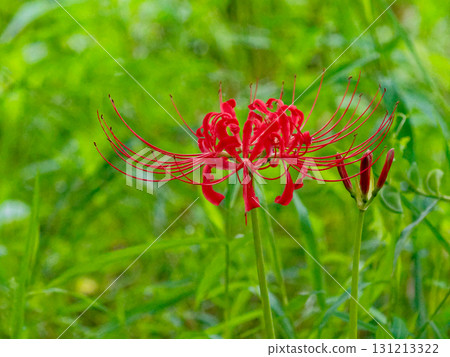 When the red Higanbana blooms When the red Higanbana blooms 131213322