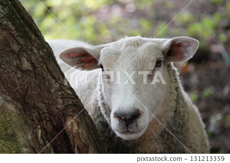 羊盯著看 羊盯著看 131213359