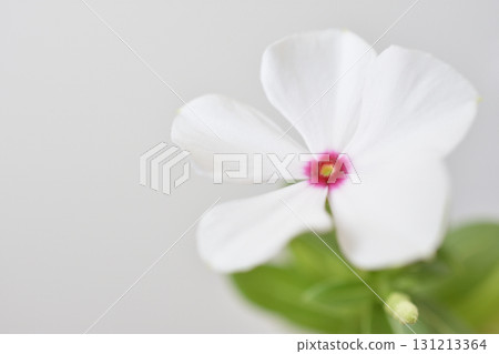 每日草 每日草 131213364