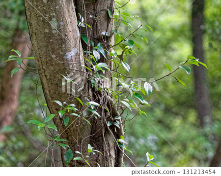 Evergreen climbing plant Apocynaceae Teikakazura Evergreen climbing plant Apocynaceae Teikakazura 131213454