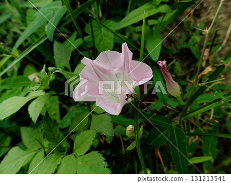 Medicinal plant Convolvulaceae Convolvulaceae flower 131213541