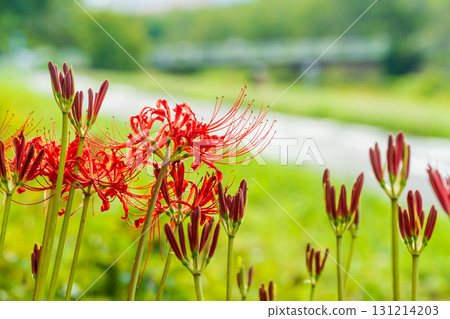 秋季自行車道上盛開的紅花 秋季自行車道上盛開的紅花 131214203