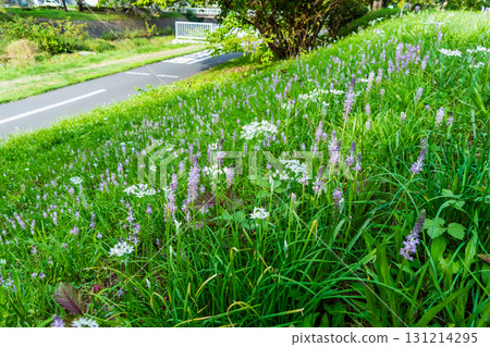 Flowers of the vine blooming on the autumn promenade 131214295