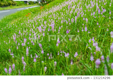 Flowers of the vine blooming on the autumn promenade 131214296