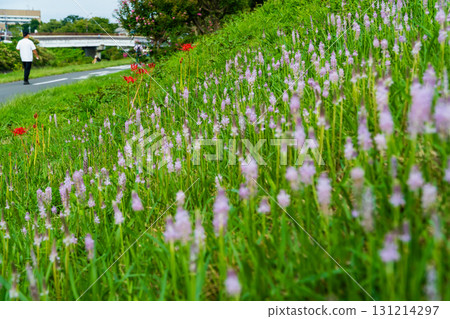 秋日長廊上盛開的藤蔓花 131214297