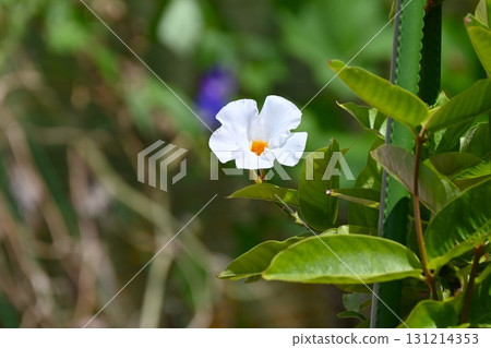 White Sun Parasol Flowers - Mandevilla Cultivated Variety 131214353