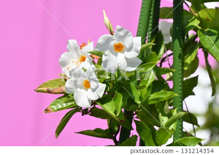 白色陽傘花 - 曼陀羅栽培品種 白色陽傘花 - 曼陀羅栽培品種 131214354