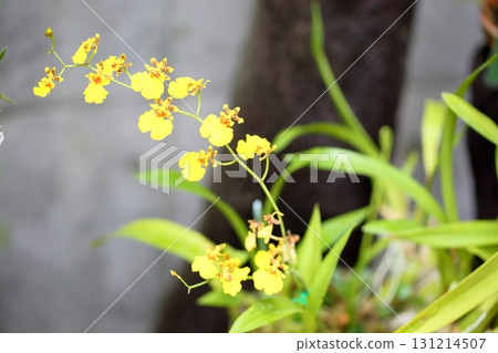 Orchid flower Oncidium 131214507