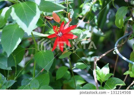 Vivid red passionflower flowers 131214508