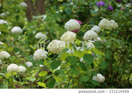 Refreshing Annabelle's Flower 131214509