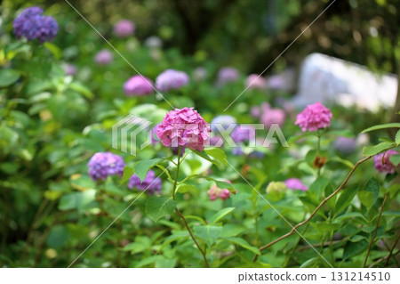 可愛的繡球花 131214510