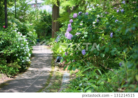 Refreshing Hydrangea Path 131214515