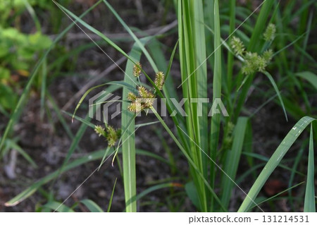 Inukug, Kugu, Mussel, Kugu Cyperus, Brick Mosquito Net Hanging 131214531