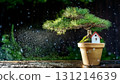 A pine bonsai tree with a small house 131214639