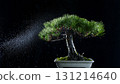 Pine bonsai on a black background 131214640