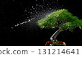 Pine bonsai on a black background 131214641
