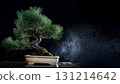 Pine bonsai on a black background 131214642