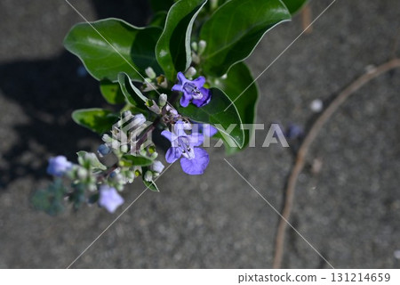 The flowers, sea cucumbers, coastal plants, and fruits of the sea cucumber are herbal medicines. The flowers, sea cucumbers, coastal plants, and fruits of the sea cucumber are herbal medicines. 131214659