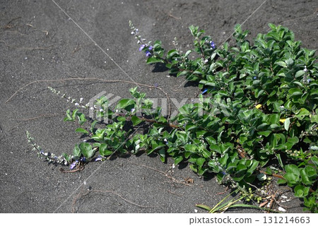 海參的花、海參、海岸植物和果實都是草藥。 131214663