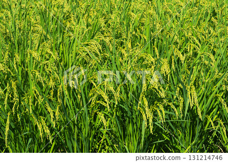Photo of ripening rice ears Photo of ripening rice ears 131214746