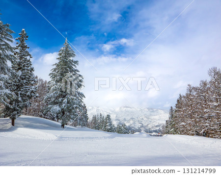 A quiet ski course through the forest on a sunny day (Maiko, Minamiuonuma City, Niigata Prefecture) A quiet ski course through the forest on a sunny day (Maiko, Minamiuonuma City, Niigata Prefecture) 131214799