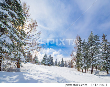 Sunlight filtering through the trees in the forest at a ski resort, casting shadows of trees on the snow (Maiko, Minamiuonuma City, Niigata Prefecture) 131214801