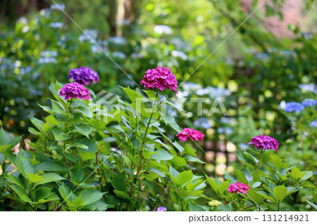 可愛的繡球花 131214921