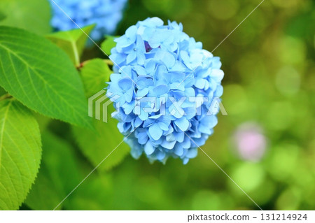 Refreshing blue hydrangea flowers 131214924