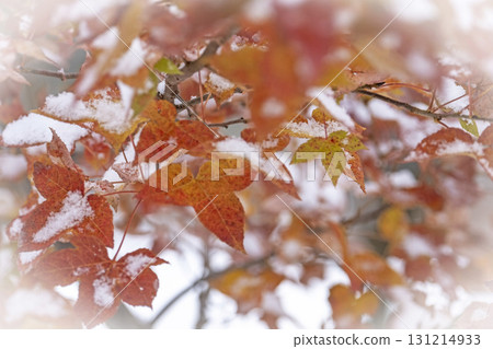 紅葉和雪（蒜山高原） 131214933